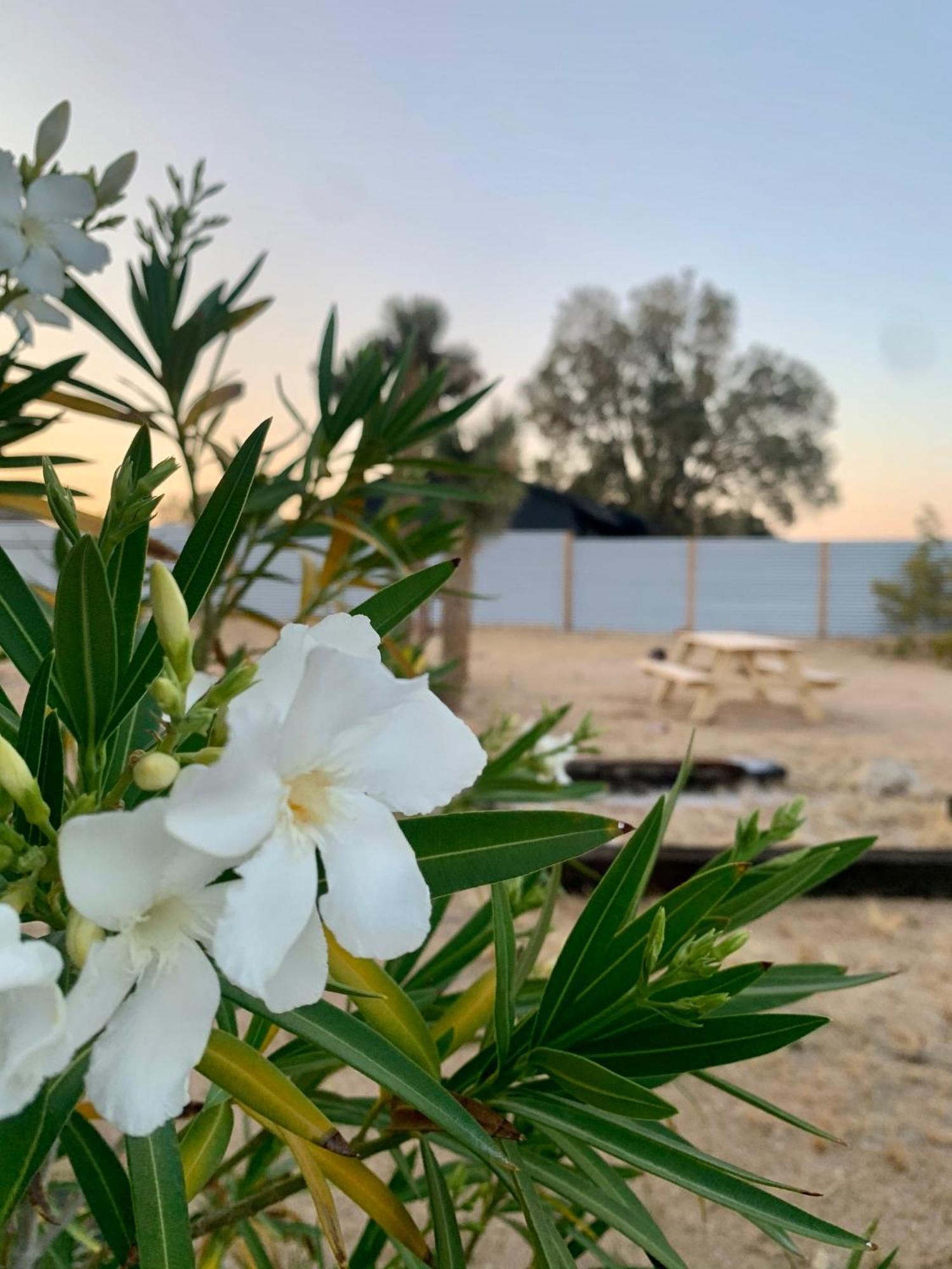 Casa Agave: Comfy Joshua Tree Cottage With Free Breakfast Bar Exterior photo
